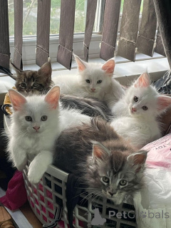 Photo №1. maine coon - for sale in the city of Bern | 310$ | Announcement № 160246