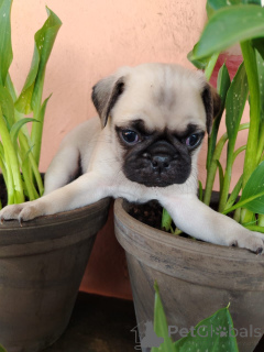 Photo №1. pug - for sale in the city of Tootsi | negotiated | Announcement № 169517