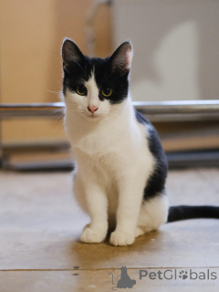 Photo №1.  - for sale in the city of Москва | Is free | Announcement № 140656