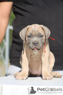 Photo №2 to announcement № 113935 for the sale of cane corso - buy in Serbia breeder