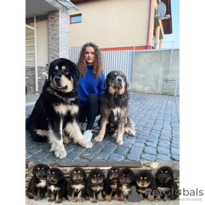 Photo №4. I will sell tibetan mastiff in the city of Ужгород. breeder - price - 350$