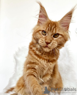 Photo №2 to announcement № 103768 for the sale of maine coon - buy in Germany breeder