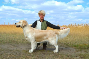 Photo №4. I will sell golden retriever in the city of Nikolaev. from nursery - price - Negotiated