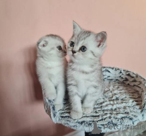 Photo №3. Beautiful Scottish Fold kittens ready for loving homes. Denmark