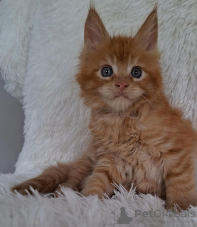 Photo №1. maine coon - for sale in the city of Raleigh | 300$ | Announcement № 110705