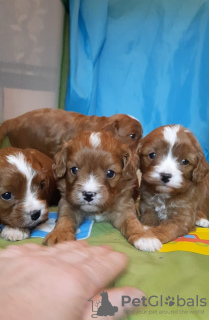 Additional photos: Maltipoo F1 puppies