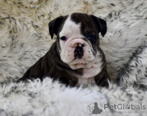 Photo №1. english bulldog - for sale in the city of Duisburg | 423$ | Announcement № 103663