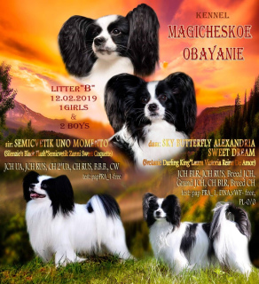 Photo №3. Kennel FCI BKU & quot; Magic Charm & quot; offers for sale two boys of. Belarus