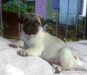 Photo №1. pug - for sale in the city of Kiev | 293$ | Announcement № 11664