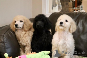 Photo №1. poodle (toy) - for sale in the city of Chicago | 400$ | Announcement № 115399