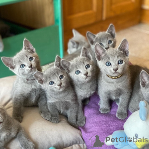 Photo №1. british shorthair - for sale in the city of ANSUBRG | 619$ | Announcement № 166196