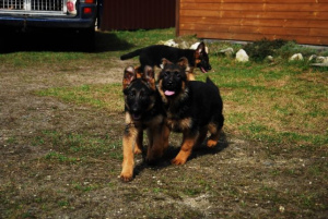 Photo №3. Long-haired German Shepherd - puppies are looking for a home!. Poland