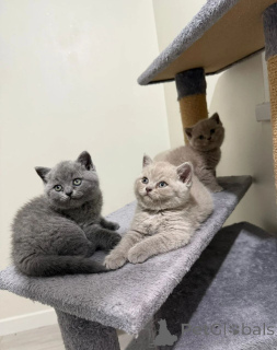 Photo №1. british shorthair - for sale in the city of Bologna | 413$ | Announcement № 173906