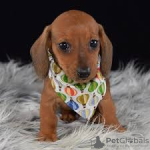 Photo №1. dachshund - for sale in the city of Leipzig | negotiated | Announcement № 30185