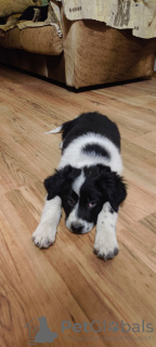 Photo №2 to announcement № 72283 for the sale of border collie - buy in Bulgaria private announcement
