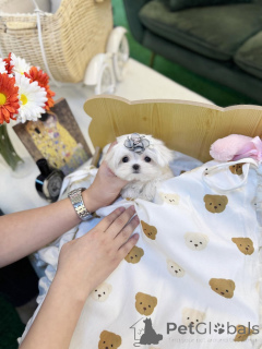 Photo №2 to announcement № 157677 for the sale of  - buy in United States private announcement