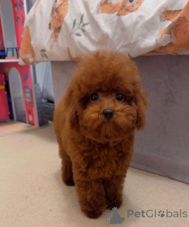 Photo №4. I will sell poodle (toy) in the city of Brasschaat.  - price - 350$