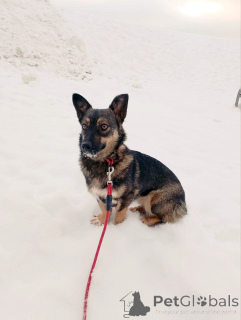 Photo №3. Very small dog, 7 kg. Russian Federation