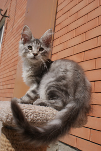 Photo №1. maine coon - for sale in the city of Rostov-on-Don | 915$ | Announcement № 6332