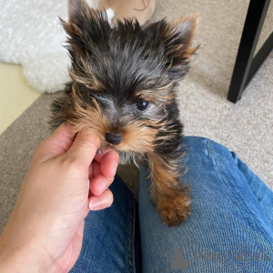 Photo №3. Puppies to adopt. France