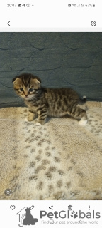 Photo №4. I will sell british shorthair in the city of Berlin.  - price - 211$