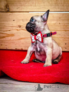 Photo №4. I will sell french bulldog in the city of Subotica.  - price - negotiated