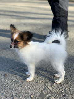 Photo №3. CONTINENTAL TOY SPANIEL/PAPILLON. Ukraine