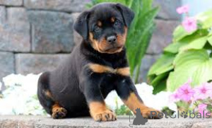 Photo №2 to announcement № 162769 for the sale of rottweiler - buy in Canada private announcement, breeder
