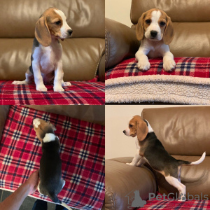 Photo №4. I will sell beagle in the city of Berlin. private announcement - price - 317$