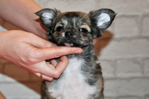 Photo №1. chihuahua - for sale in the city of St. Petersburg | 1126$ | Announcement № 4512