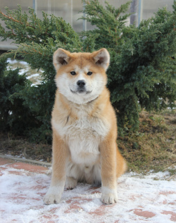 Photo №3. Akitu inu puppies from the Grand champion. Belarus