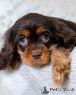 Photo №2 to announcement № 157766 for the sale of cavalier king charles spaniel - buy in Switzerland private announcement