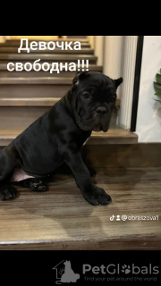 Photo №2 to announcement № 91653 for the sale of cane corso - buy in Belarus private announcement