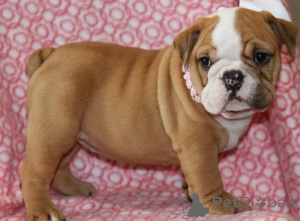 Photo №1. english bulldog - for sale in the city of Milan | negotiated | Announcement № 178607