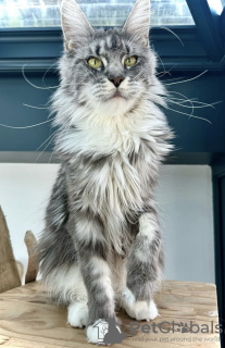 Photo №1. maine coon - for sale in the city of Laredo | 300$ | Announcement № 102798