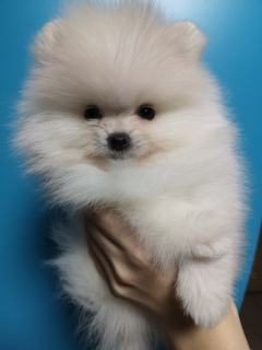Photo №2 to announcement № 819 for the sale of pomeranian - buy in Belarus private announcement, from nursery, breeder
