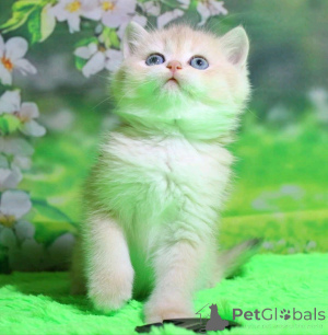 Photo №2 to announcement № 138916 for the sale of british shorthair - buy in Germany private announcement, breeder