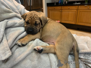 Photo №3. Bullmastiff puppies. Belgium