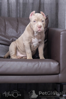 Photo №1. american bully - for sale in the city of Dolgoprudny | 1162$ | Announcement № 68955