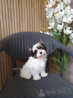Photo №4. I will sell beaver yorkshire terrier in the city of Tbilisi. private announcement, from nursery, breeder - price - negotiated