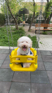 Photo №1. poodle (dwarf) - for sale in the city of Tbilisi | 200$ | Announcement № 105426