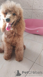 Photo №4. I will sell poodle (toy) in the city of Zrenjanin. breeder - price - 1057$