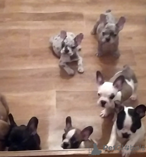 Photo №2 to announcement № 74833 for the sale of french bulldog - buy in Moldova breeder