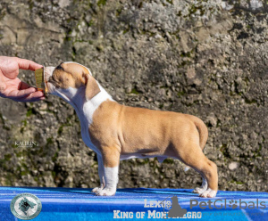 Photo №1. american staffordshire terrier - for sale in the city of Cetynia | negotiated | Announcement № 78561