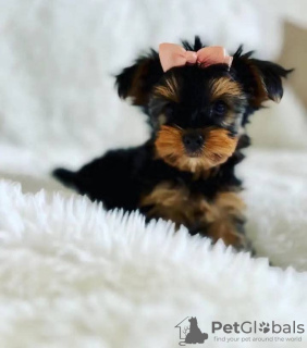 Photo №1. beaver yorkshire terrier - for sale in the city of Флорида Сити | 400$ | Announcement № 127294