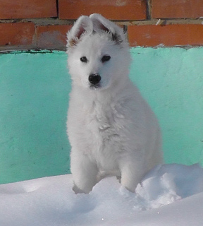 Photo №3. BSHO puppy. Russian Federation