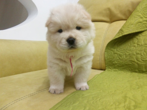 Photo №4. I will sell chow chow in the city of . breeder - price - Negotiated