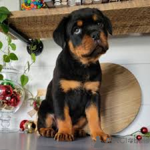 Photo №3. Rottweilerpuppy's te koop. Belgium