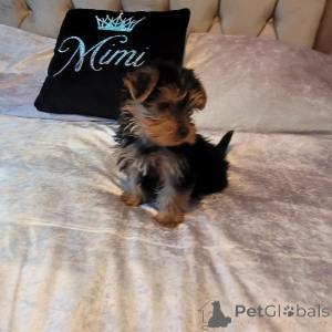 Photo №1. yorkshire terrier - for sale in the city of Arizona City | 760$ | Announcement № 162999