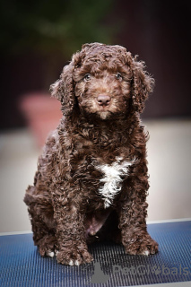 Photo №3. Spanish Water Dog puppies. Serbia